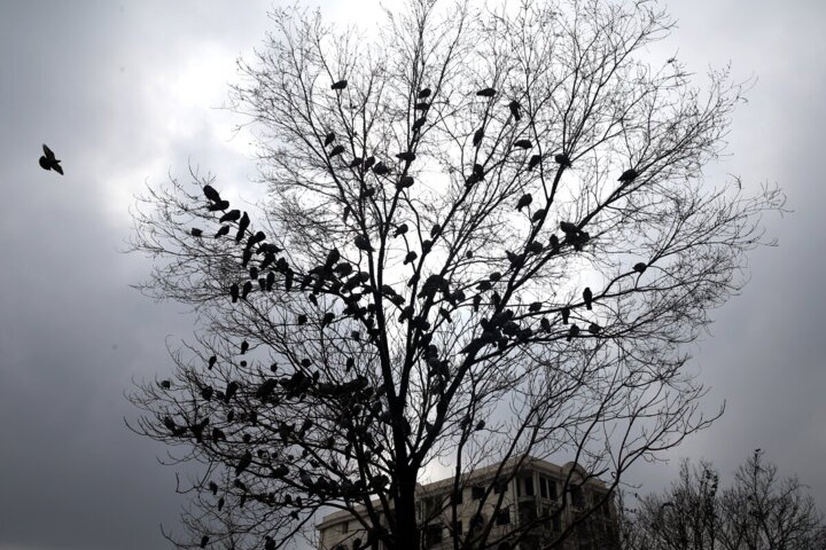 هشدار جدی هواشناسی صادر شد/ وزش باد شدید همراه با رگبار و رعد و برق در راه تهران