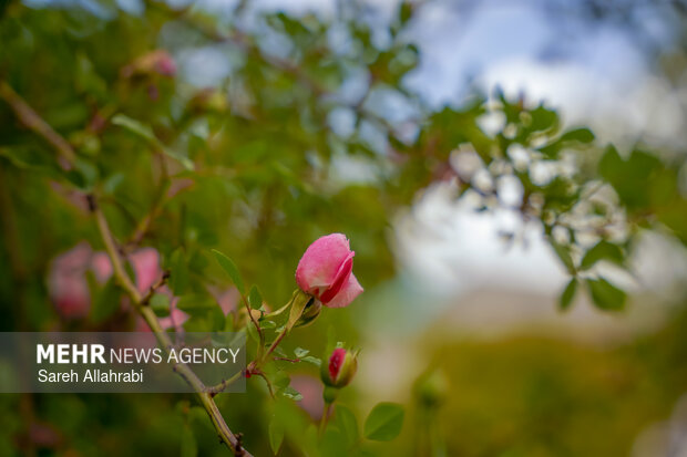 هوای آذربایجان غربی تا پایان هفته بارانی است؛ پیش بینی وزش باد شدید