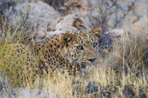 پلنگ ایرانی عظمت خود را این‌بار در منطقه  قرق اختصاصی اوزوم به رخ کشید