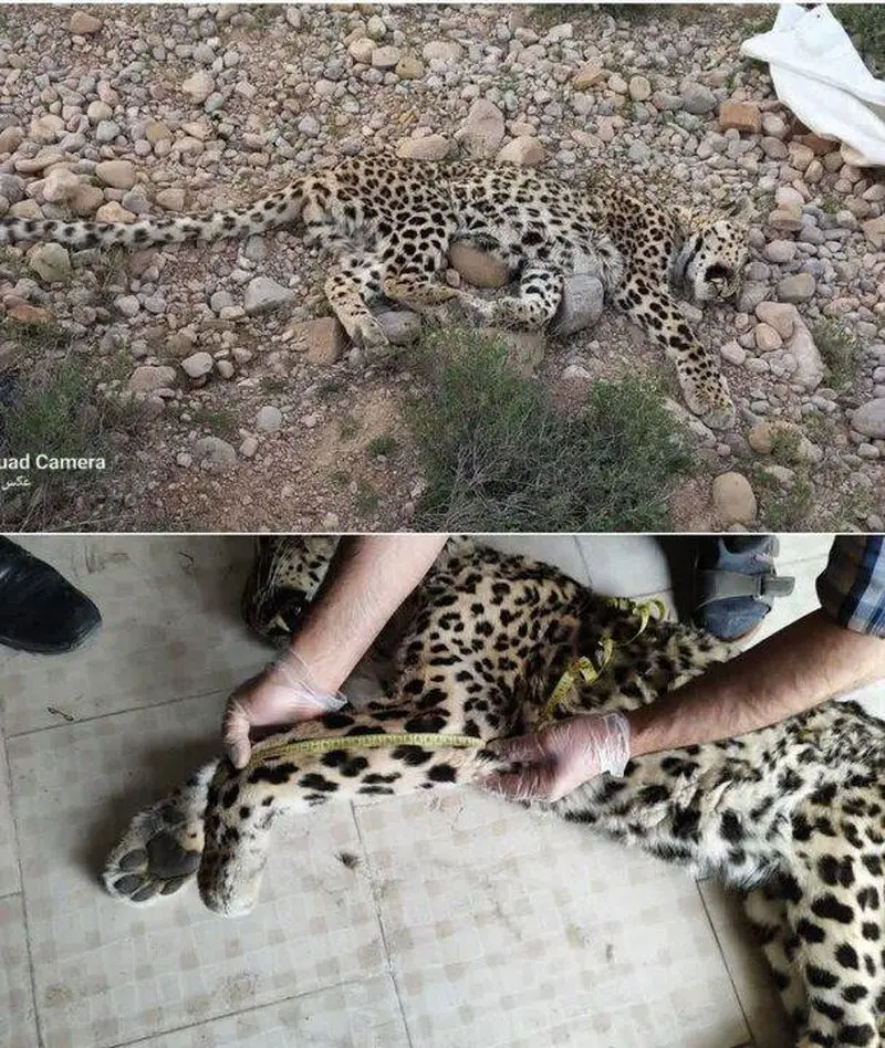 پیدا شدن لاشه یک فرد پلنگ ایرانی در ارتفاعات اسفراین پیدا شدن لاشه یک فرد پلنگ ایرانی در ارتفاعات اسفراین