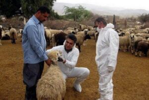 کیخا: ارائه خدمات رایگان دامپزشکی در مناطق محروم