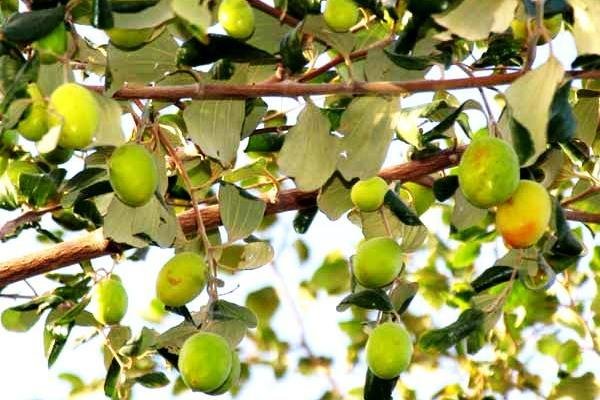 توسعه باغات کنار در خرمشهر آغاز شد
