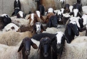 ۸۲ رأس دام قاچاق در محورهای فلاورجان توقیف شد